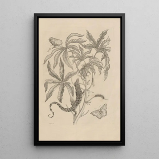 Maria Sibylla Merian - Dissertatio de generatione et metamorphosibus insectorum surinamensium Pl04.webp