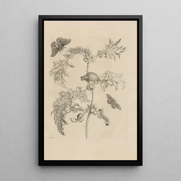 Maria Sibylla Merian - Dissertatio de generatione et metamorphosibus insectorum surinamensium Pl06.webp