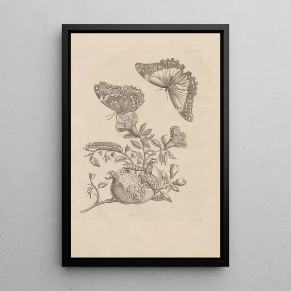 Maria Sibylla Merian - Dissertatio de generatione et metamorphosibus insectorum surinamensium Pl09.webp