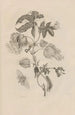 Dissertation sur la génération et les métamorphoses des insectes du Surinam Pl10 - Maria Sibylla Merian — weergave van het kunstwerk
