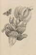 Dissertation sur la génération et les métamorphoses des insectes du Surinam Pl12 - Maria Sibylla Merian — weergave van het kunstwerk