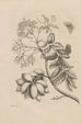 Dissertation sur la génération et les métamorphoses des insectes du Surinam Pl13 - Maria Sibylla Merian — weergave van het kunstwerk