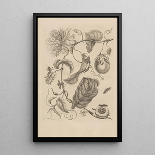 Maria Sibylla Merian - Dissertatio de generatione et metamorphosibus insectorum surinamensium Pl21.webp