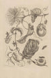 Dissertation on the generation and metamorphoses of insects from Suriname Pl21 - Maria Sibylla Merian — artwork view