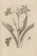 Dissertation sur la génération et les métamorphoses des insectes du Surinam Pl22 - Maria Sibylla Merian — weergave van het kunstwerk