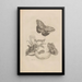 Dissertation sur la génération et les métamorphoses des insectes du Surinam Pl23 - Maria Sibylla Merian — ingelijst kunstwerk aan de muur