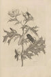 Dissertation sur la génération et les métamorphoses des insectes du Surinam Pl24 - Maria Sibylla Merian — weergave van het kunstwerk