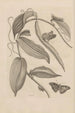 Dissertation sur la génération et les métamorphoses des insectes du Surinam Pl25 - Maria Sibylla Merian — weergave van het kunstwerk