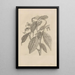 Dissertation sur la génération et les métamorphoses des insectes du Surinam Pl26 - Maria Sibylla Merian — ingelijst kunstwerk aan de muur