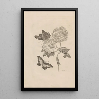 Maria Sibylla Merian - Dissertatio de generatione et metamorphosibus insectorum surinamensium Pl31.webp