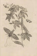 Dissertatio de generatione et metamorphoses des insectes surinamens Pl38 - Maria Sibylla Merian — artwork view