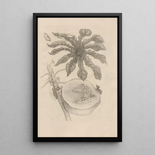 Maria Sibylla Merian - Dissertatio de generatione et metamorphosibus insectorum surinamensium Pl40.webp