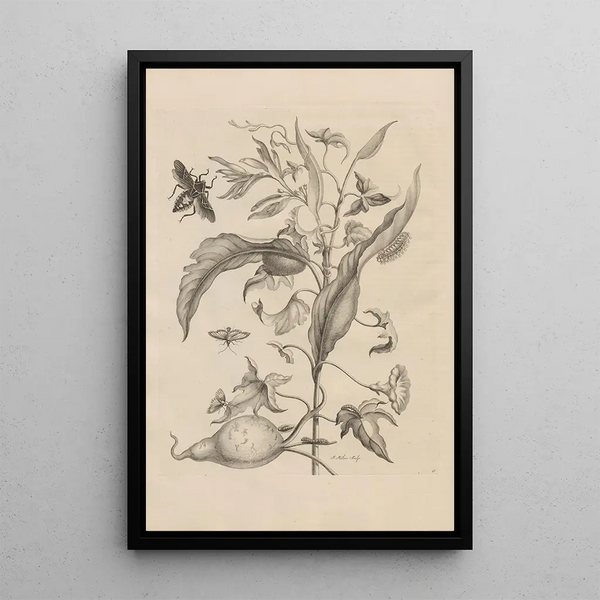Maria Sibylla Merian - Dissertatio de generatione et metamorphosibus insectorum surinamensium Pl41.webp