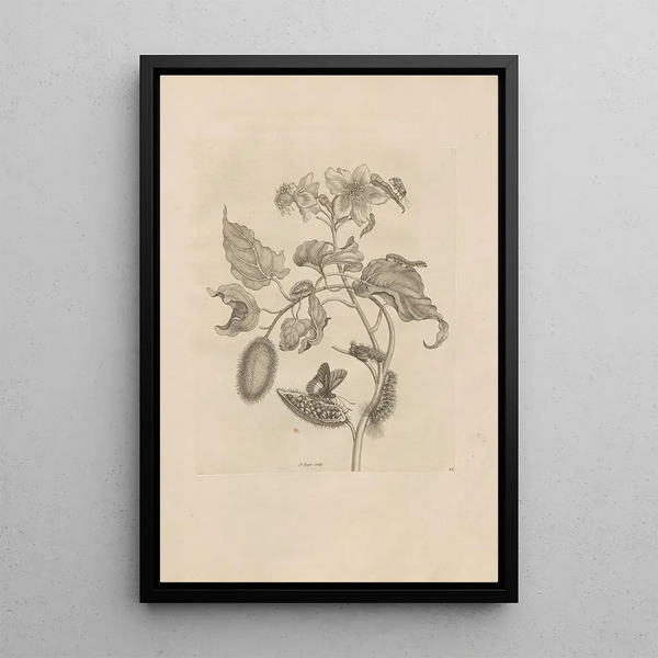 Maria Sibylla Merian - Dissertatio de generatione et metamorphosibus insectorum surinamensium Pl44.webp