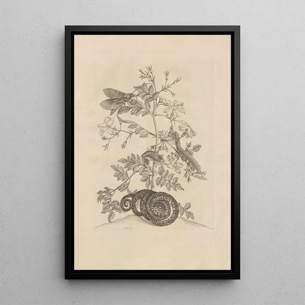 Maria Sibylla Merian - Dissertatio de generatione et metamorphosibus insectorum surinamensium Pl46.webp