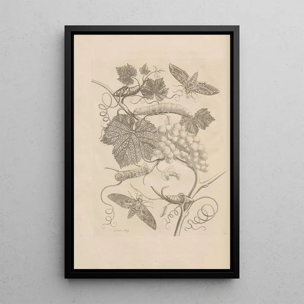 Maria Sibylla Merian - Dissertatio de generatione et metamorphosibus insectorum surinamensium Pl47.webp