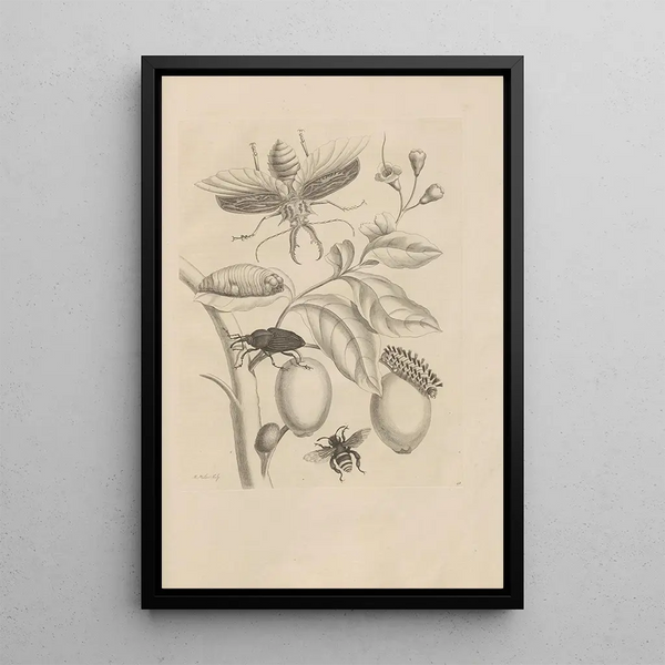 Maria Sibylla Merian - Dissertatio de generatione et metamorphosibus insectorum surinamensium Pl48.webp