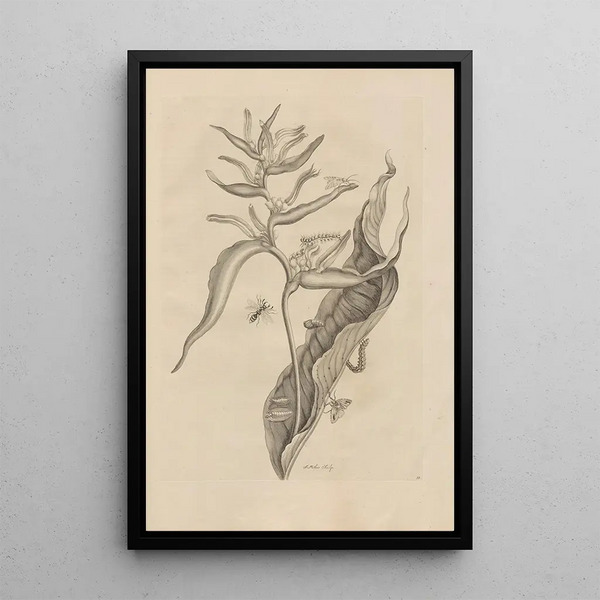 Maria Sibylla Merian - Dissertatio de generatione et metamorphosibus insectorum surinamensium Pl54.webp