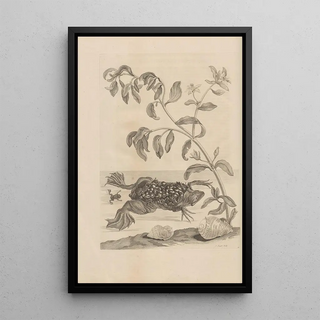 Maria Sibylla Merian - Dissertatio de generatione et metamorphosibus insectorum surinamensium Pl59.webp