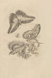 Dissertatio de generatione et metamorphoses des insectes surinamens Pl60 - Maria Sibylla Merian — weergave van het kunstwerk