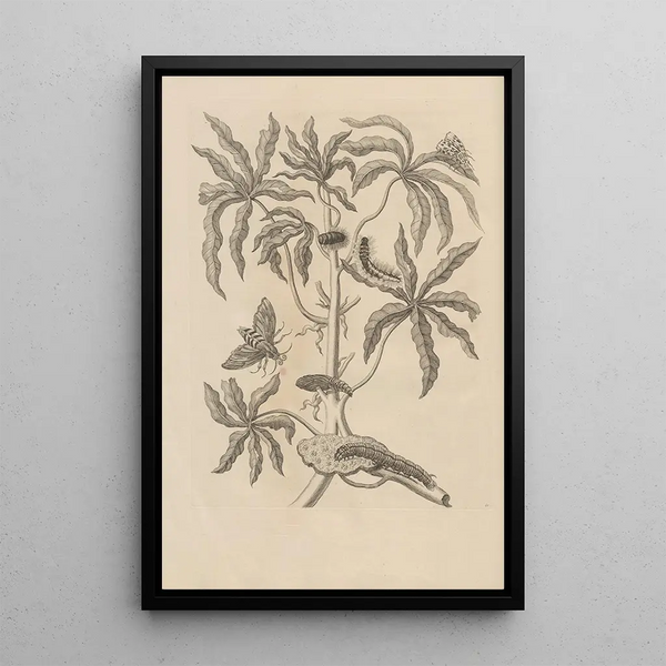 Maria Sibylla Merian - Dissertatio de generatione et metamorphosibus insectorum surinamensium Pl61.webp