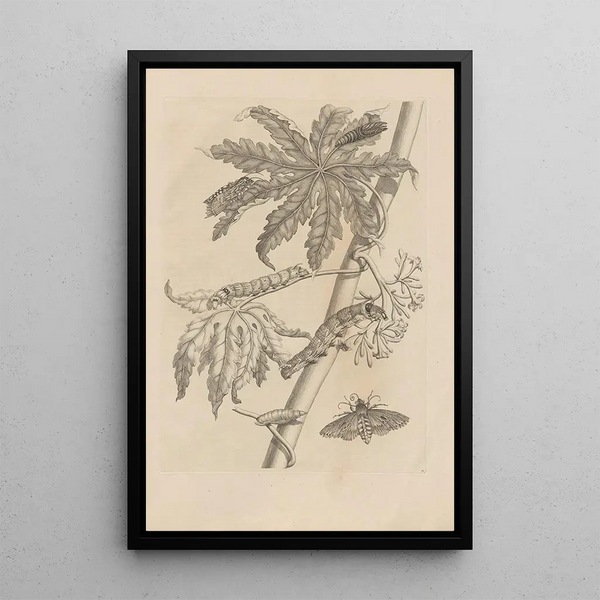 Maria Sibylla Merian - Dissertatio de generatione et metamorphosibus insectorum surinamensium Pl62.webp