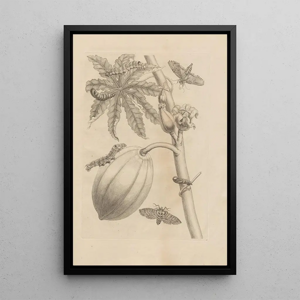 Maria Sibylla Merian - Dissertatio de generatione et metamorphosibus insectorum surinamensium Pl64.webp