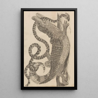 Maria Sibylla Merian - Dissertatio de generatione et metamorphosibus insectorum surinamensium Pl69.webp