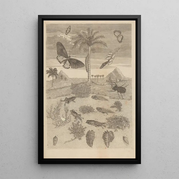 Maria Sibylla Merian - Dissertatio de generatione et metamorphosibus insectorum surinamensium Pl72.webp
