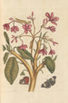 Dissertation sur la génération et les transformations des insectes de Surinam Pl04 - Maria Sibylla Merian — weergave van het kunstwerk