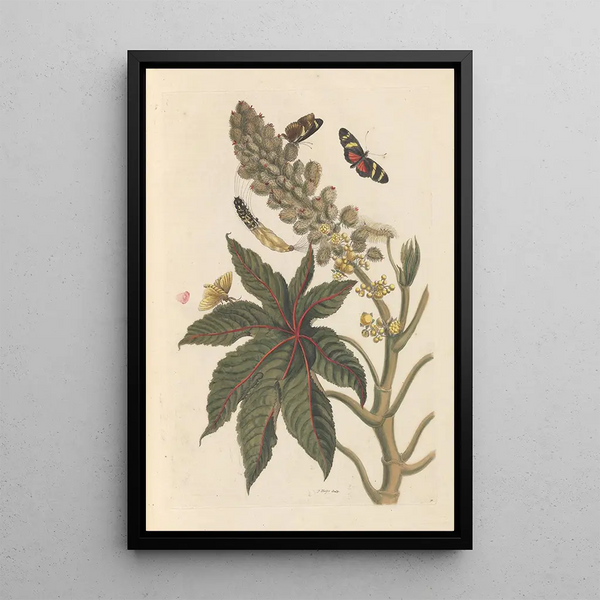 Maria Sibylla Merian - Dissertation sur la generation et les transformations des insectes de Surinam Pl06.webp
