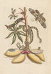 Dissertation sur la génération et les transformations des insectes de Surinam Pl07 - Maria Sibylla Merian — weergave van het kunstwerk