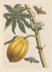 Dissertation sur la génération et les transformations des insectes de Surinam Pl09 - Maria Sibylla Merian — weergave van het kunstwerk