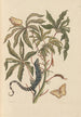 Dissertation sur la génération et les transformations des insectes de Surinam Pl11 - Maria Sibylla Merian — weergave van het kunstwerk