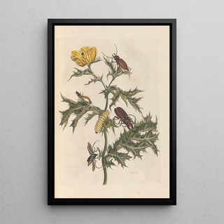 Maria Sibylla Merian - Dissertation sur la generation et les transformations des insectes de Surinam Pl14.webp