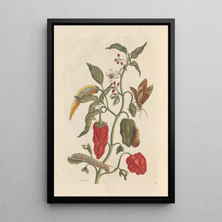 Maria Sibylla Merian - Dissertation sur la generation et les transformations des insectes de Surinam Pl15.webp