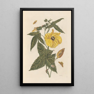 Maria Sibylla Merian - Dissertation sur la generation et les transformations des insectes de Surinam Pl20.webp