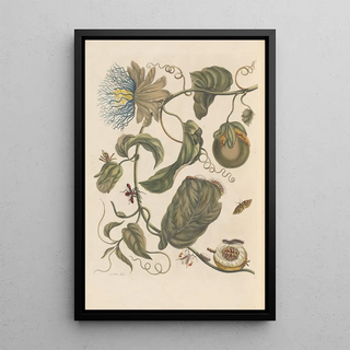 Maria Sibylla Merian - Dissertation sur la generation et les transformations des insectes de Surinam Pl23.webp