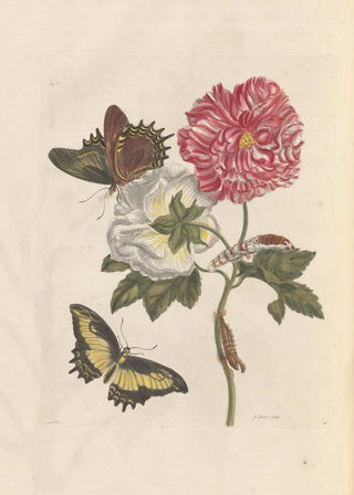 Maria Sibylla Merian - Dissertation sur la generation et les transformations des insectes de Surinam Pl25.webp