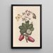 Dissertation sur la génération et les transformations des insectes de Surinam Pl36 - Maria Sibylla Merian — ingelijst kunstwerk aan de muur