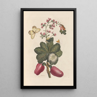 Maria Sibylla Merian - Dissertation sur la generation et les transformations des insectes de Surinam Pl36.webp