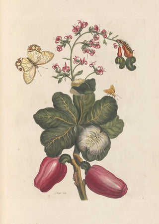 Maria Sibylla Merian - Dissertation sur la generation et les transformations des insectes de Surinam Pl36.webp