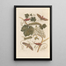 Dissertation sur la génération et les transformations des insectes de Surinam Pl37 - Maria Sibylla Merian — ingelijst kunstwerk aan de muur