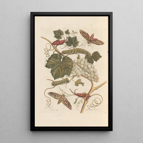 Maria Sibylla Merian - Dissertation sur la generation et les transformations des insectes de Surinam Pl37.webp