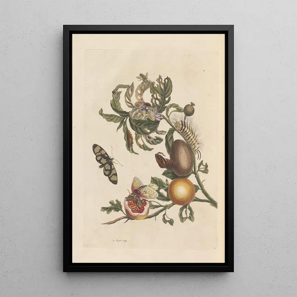 Maria Sibylla Merian - Dissertation sur la generation et les transformations des insectes de Surinam Pl38.webp