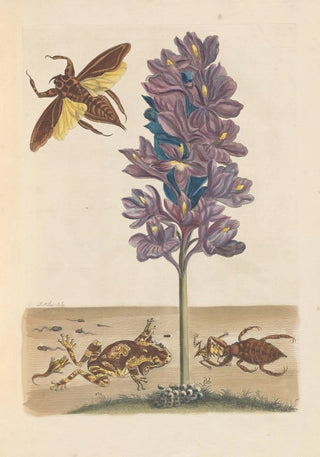 Maria Sibylla Merian - Dissertation sur la generation et les transformations des insectes de Surinam Pl41.webp