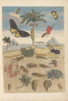 Dissertation sur la génération et les transformations des insectes de Surinam Pl43 - Maria Sibylla Merian — weergave van het kunstwerk