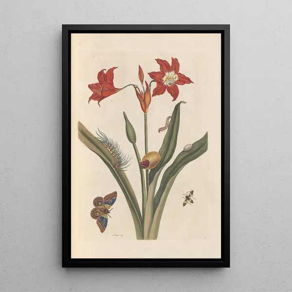 Maria Sibylla Merian - Dissertation sur la generation et les transformations des insectes de Surinam Pl47.webp
