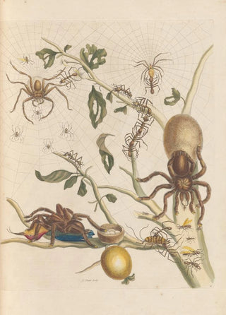 Maria Sibylla Merian - Dissertation sur la generation et les transformations des insectes de Surinam Pl50.webp