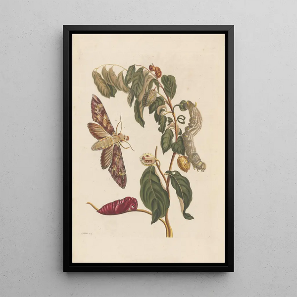 Maria Sibylla Merian - Dissertation sur la generation et les transformations des insectes de Surinam Pl58.webp